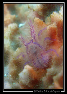 Lauriea sp. by Raoul Caprez 